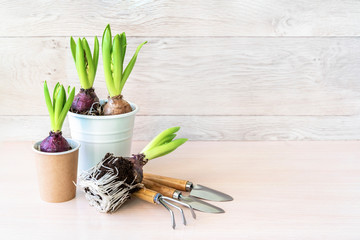 Hyacinth flower in paper pots and gardening tools on wooden background.