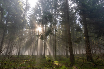 Sonnenaufgang im Wald bei Nebel