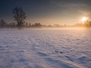 Rabit Footprints in Winter Field with Sunrise