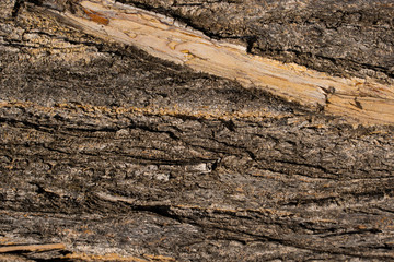 Tree trunk texture. Ripped bark background.