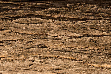 Tree bark texture. Trunk background.