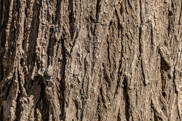 Obraz premium Tree bark texture. Trunk wallpaper.