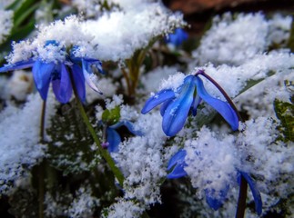 proliska flowers Scylla covered with snow closeup