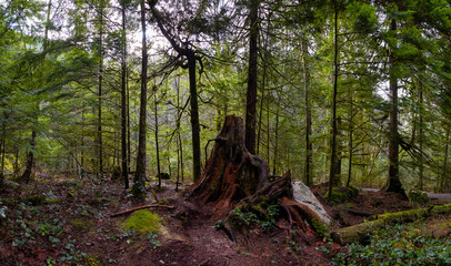 Panoramic View of Vibrant Green Rain Forest during a sunny and cloudy winter day. Taken in Shannon...