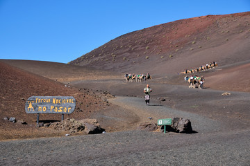 Paseo en camello en Lanzarote, Canarias