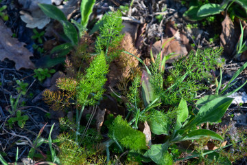 small wild fennl plants in the countryside