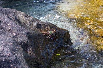 krab © Marcin