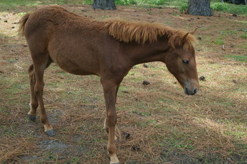 Horse