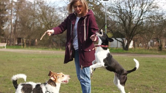 Young woman is playing with her pets. Two dogs and their mistress in the park for a walk. Girl plays with dogs with sticks