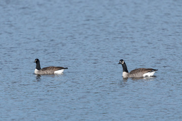 Fototapeta premium Kanadagans