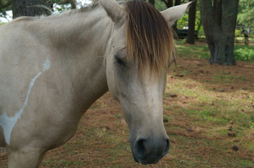 Horse
