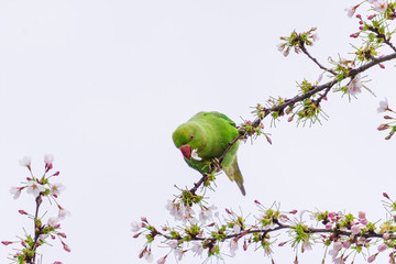 Rose-ringed parakeet (Psittacula krameri), also known as the ring-necked parakeet wild green parrot perching on a cherry blossom branches holding cherry blossom flower in his red beak in Amsterdam