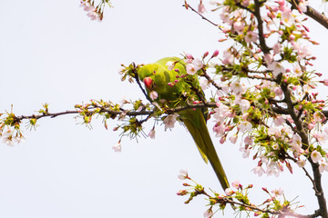 Rose-ringed parakeet (Psittacula krameri), also known as the ring-necked parakeet wild green parrot perching on a cherry blossom branches holding cherry blossom flower in his red beak in Amsterdam © Kirill