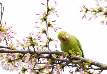 Rose-ringed parakeet (Psittacula krameri), also known as the ring-necked parakeet wild green parrot perching on a cherry blossom branches holding cherry blossom flower in his red beak in Amsterdam