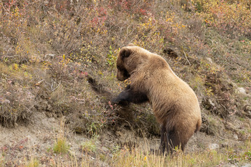 Grizzly Bear in Denali National Park Alaska in Autumn