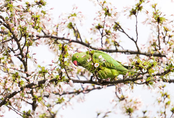 Rose-ringed parakeet (Psittacula krameri), also known as the ring-necked parakeet wild green parrot perching on a cherry blossom branches holding cherry blossom flower in his red beak in Amsterdam © Kirill