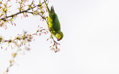 Rose-ringed parakeet (Psittacula krameri), also known as the ring-necked parakeet wild green parrot perching on a cherry blossom branches holding cherry blossom flower in his red beak in Amsterdam © Kirill