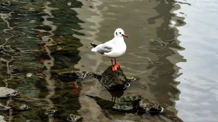 seagull