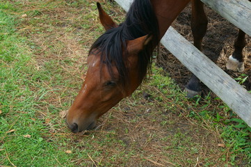 Horse
