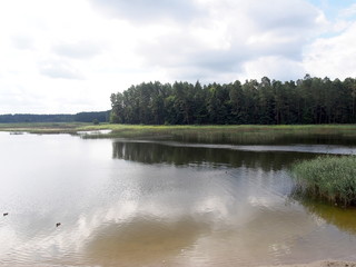 Fototapeta na wymiar nature reserve in the town of Zwierzyniec in the eastern part of Poland.