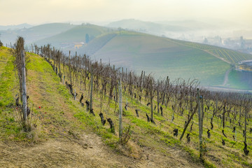 the vineyards of the Langhe