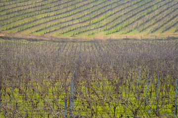 the vineyards of the Langhe