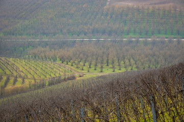 the vineyards of the Langhe
