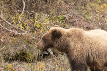Obraz na płótnie Canvas Grizzly Bear in Denali National Park Alaska in Autumn