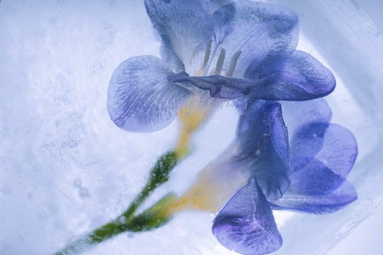 Blaue Freesie in kristallklarem Eis 2