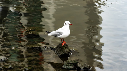 seagull