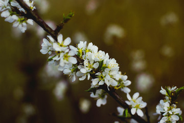   Blooming cherry on a dark background. Spring background.