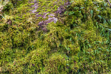 green moss on a stone