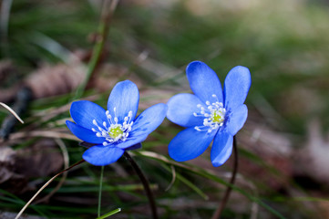 anemoni quasi gemelli