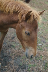 Horse