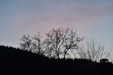 árbol con una puesta de sol de fondo
