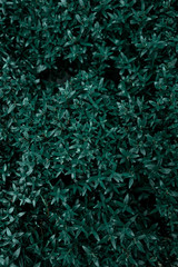Background texture of natural leaves in dark green.