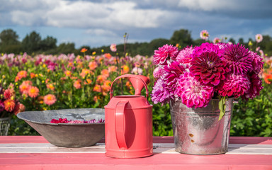 Pink Dahlia Flowers composition in a metal bucket , bowl and pink watering pot on a pink white stripes table  with a dahlia flowers field in the background  © Kirill