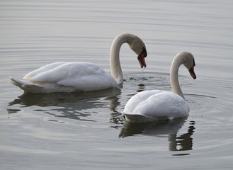 Fototapeta premium Schwäme im Seehamer See