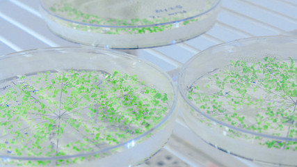 Close-up of cultures in petri dishes in bioscience laboratory refrigerator. Concept of science, laboratory and study of diseases.
