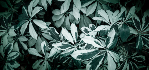 Background texture of natural leaves in dark green.