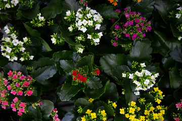 Bright background with lots of floral texture.