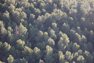 Bosque de pinos centenarios al atardecer