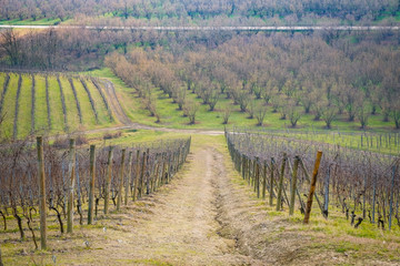 Fototapeta na wymiar the vineyard of Langhe