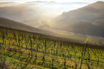 the vineyard of Langhe