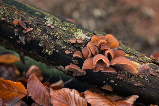 Auricularia auricula-judae