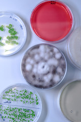 Microbiological culture in a petri dish for pharmaceutical bioscience research. Concept of science, laboratory and study of diseases.