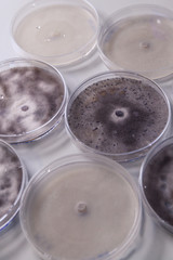 Microbiological culture in a petri dish for pharmaceutical bioscience research. Concept of science, laboratory and study of diseases.