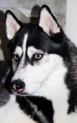 Obraz premium Blue eyes husky close-up. Black and white male Siberian husky.