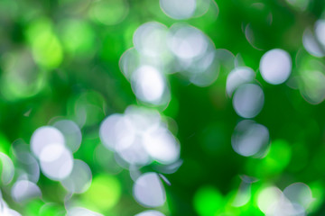 Fototapeta premium Abstract bokeh background with green background, circular arcs, beautiful.