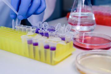 Scientist working with a pipette and a flask, in plastic tubes for DNA studies. Concept of science, laboratory and study of diseases.